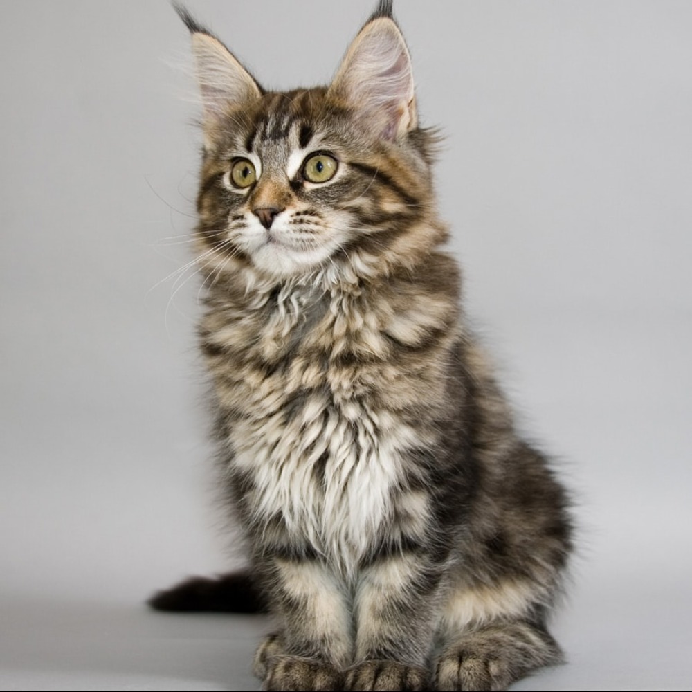 Meet your Posher, Tj